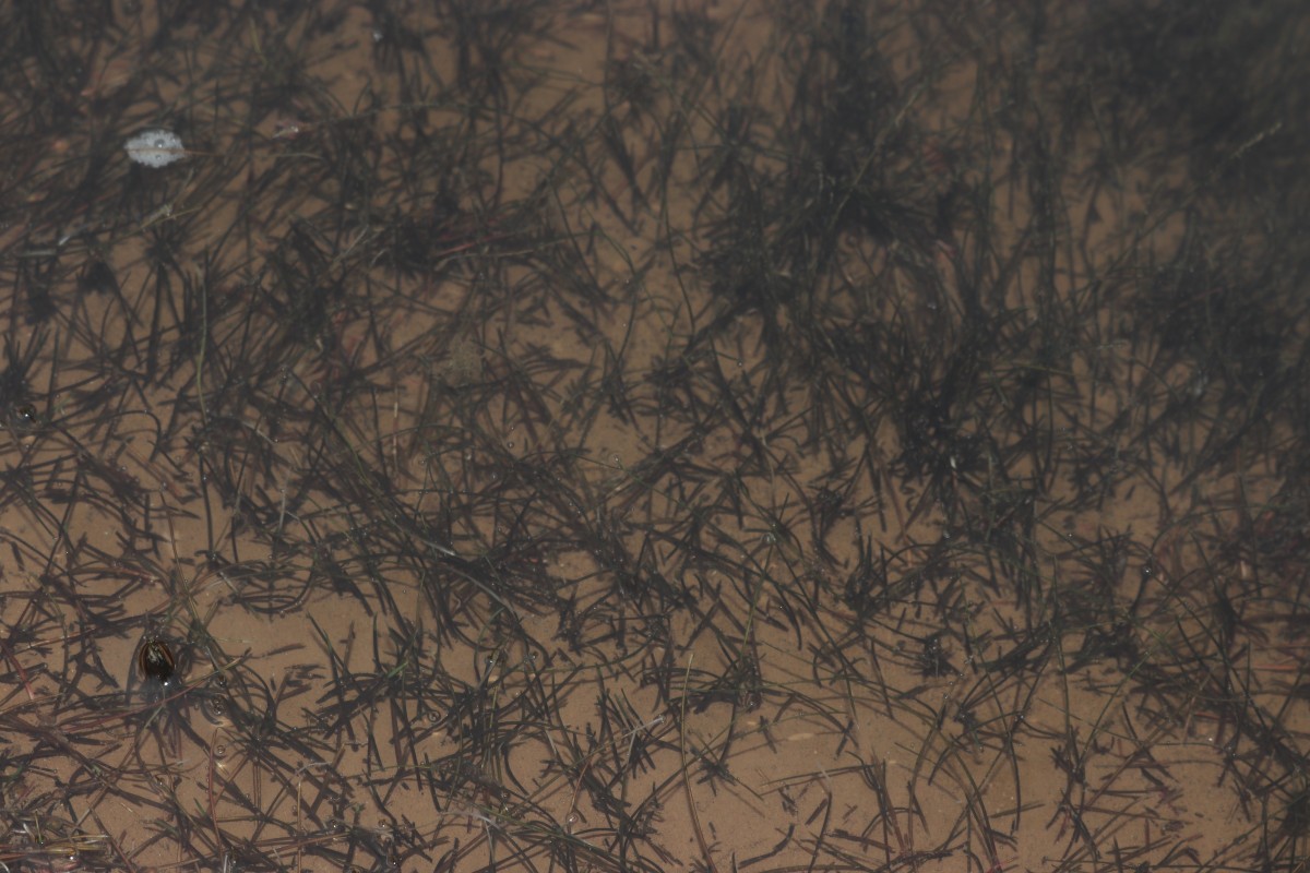 Zeylanidium subulatum (Gardner) C.Cusset